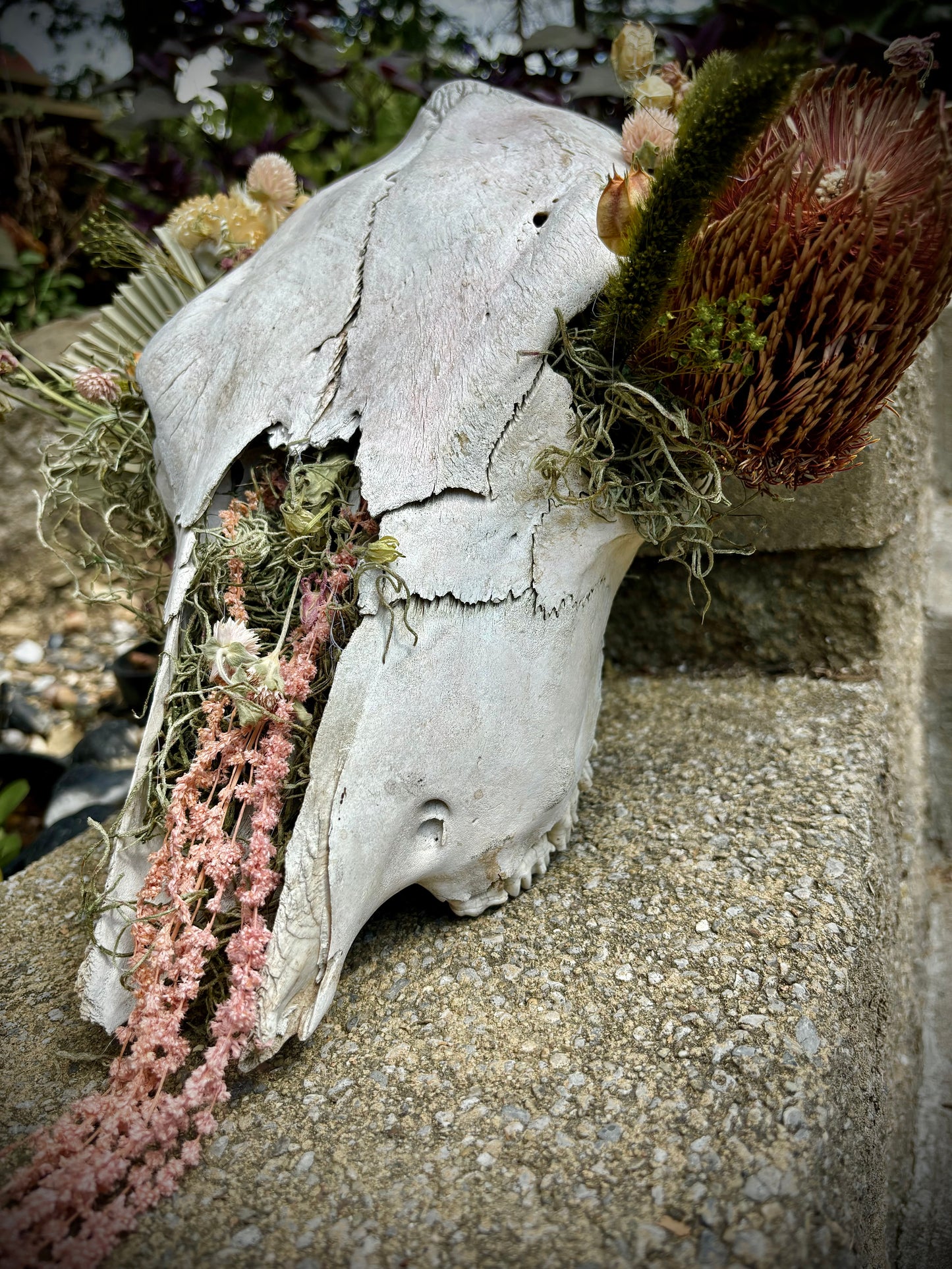 Desert {flowers of the dead} cow skull